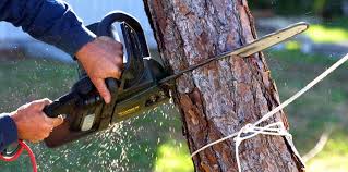 Best Tree and Shrub Care  in Morse, LA