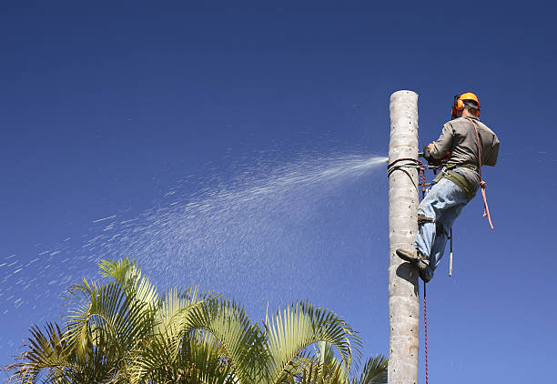 Best Tree Removal  in Morse, LA