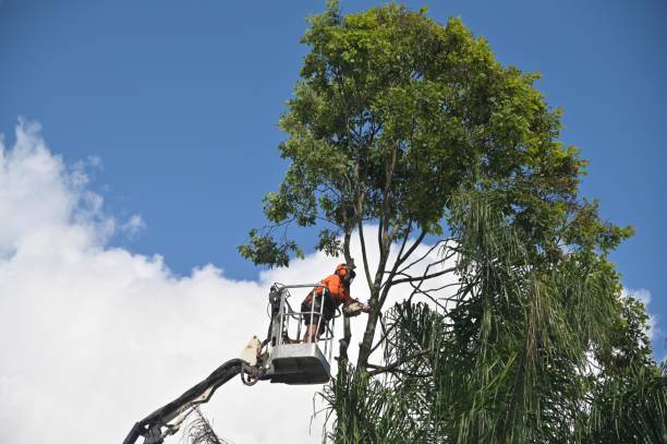 Best Commercial Tree Services  in Morse, LA