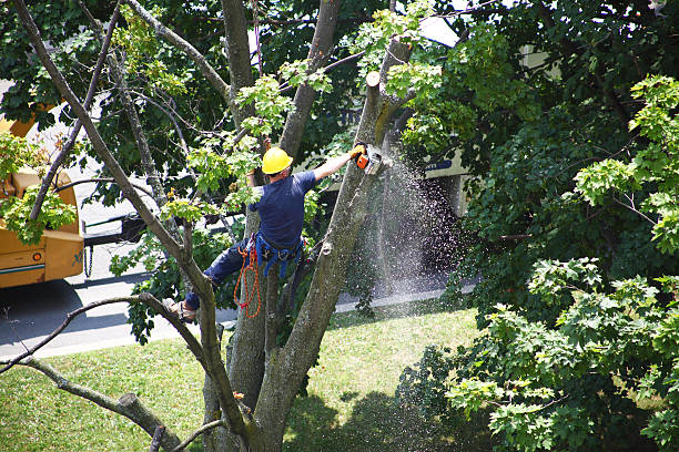 Best Tree Health Inspection  in Morse, LA